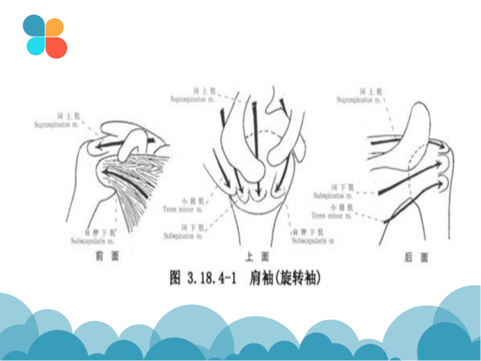 肩袖解剖LY_15.png
