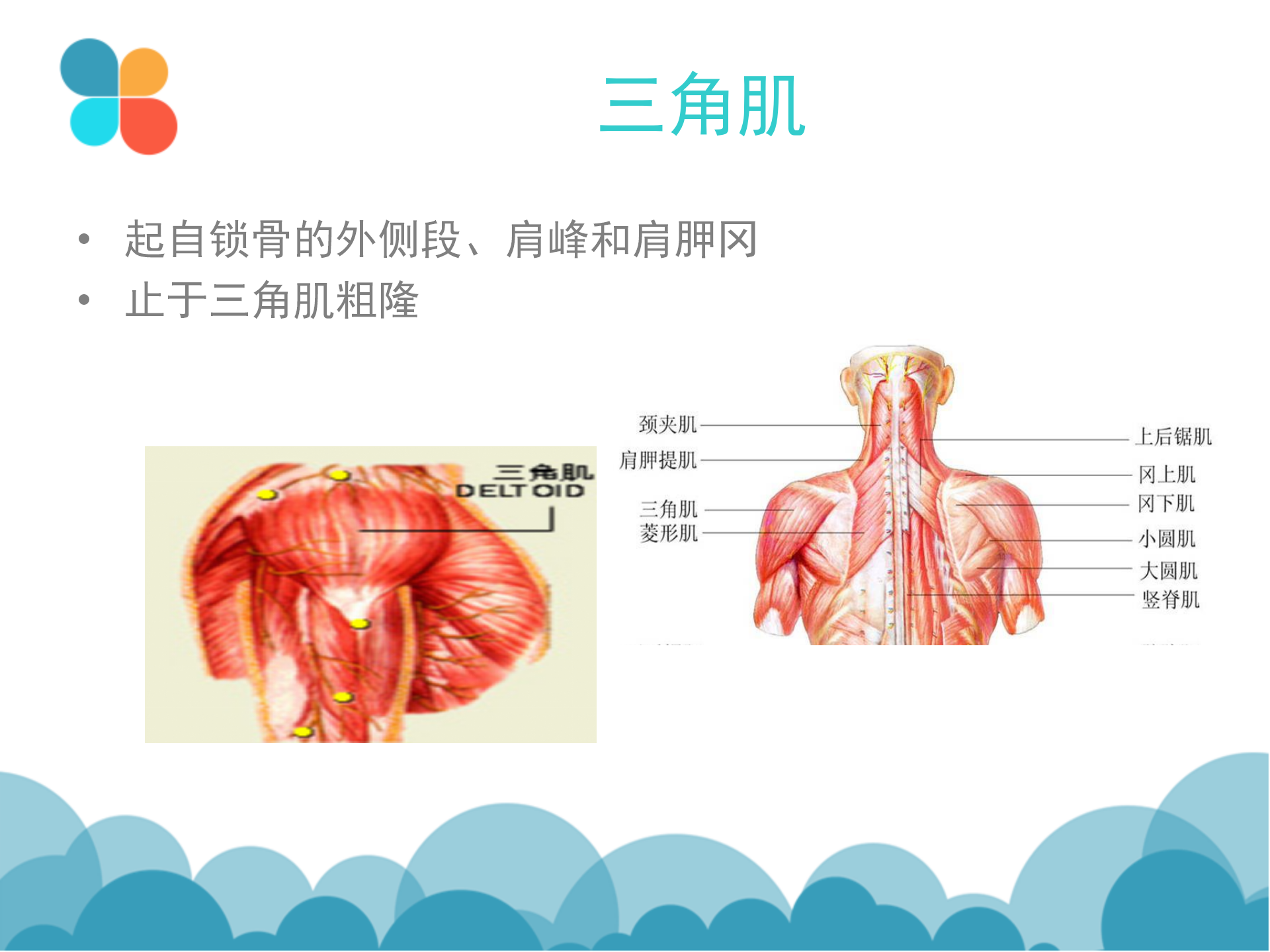 肩袖解剖LY_17.png