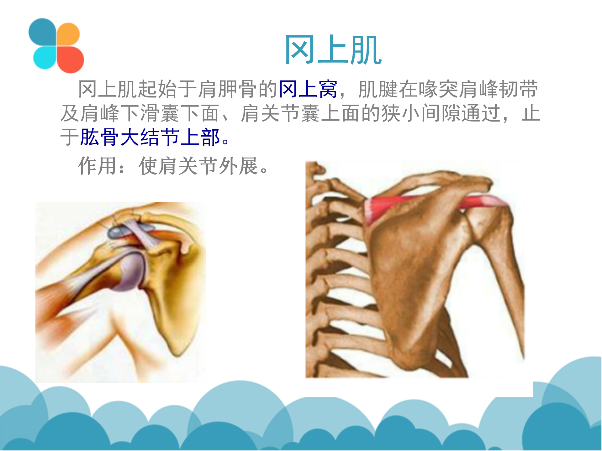 肩袖解剖LY_18.png