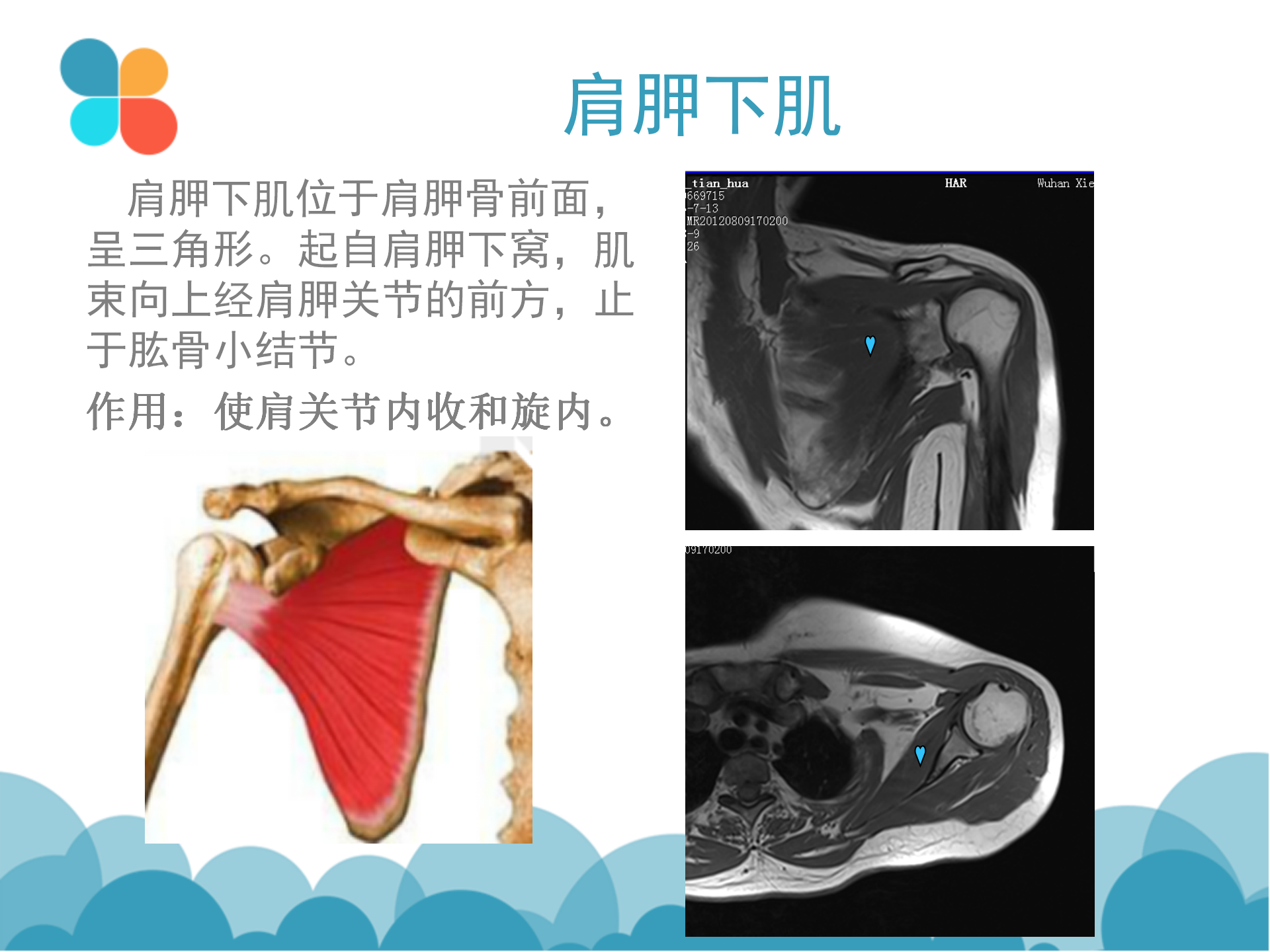 肩袖解剖LY_21.png
