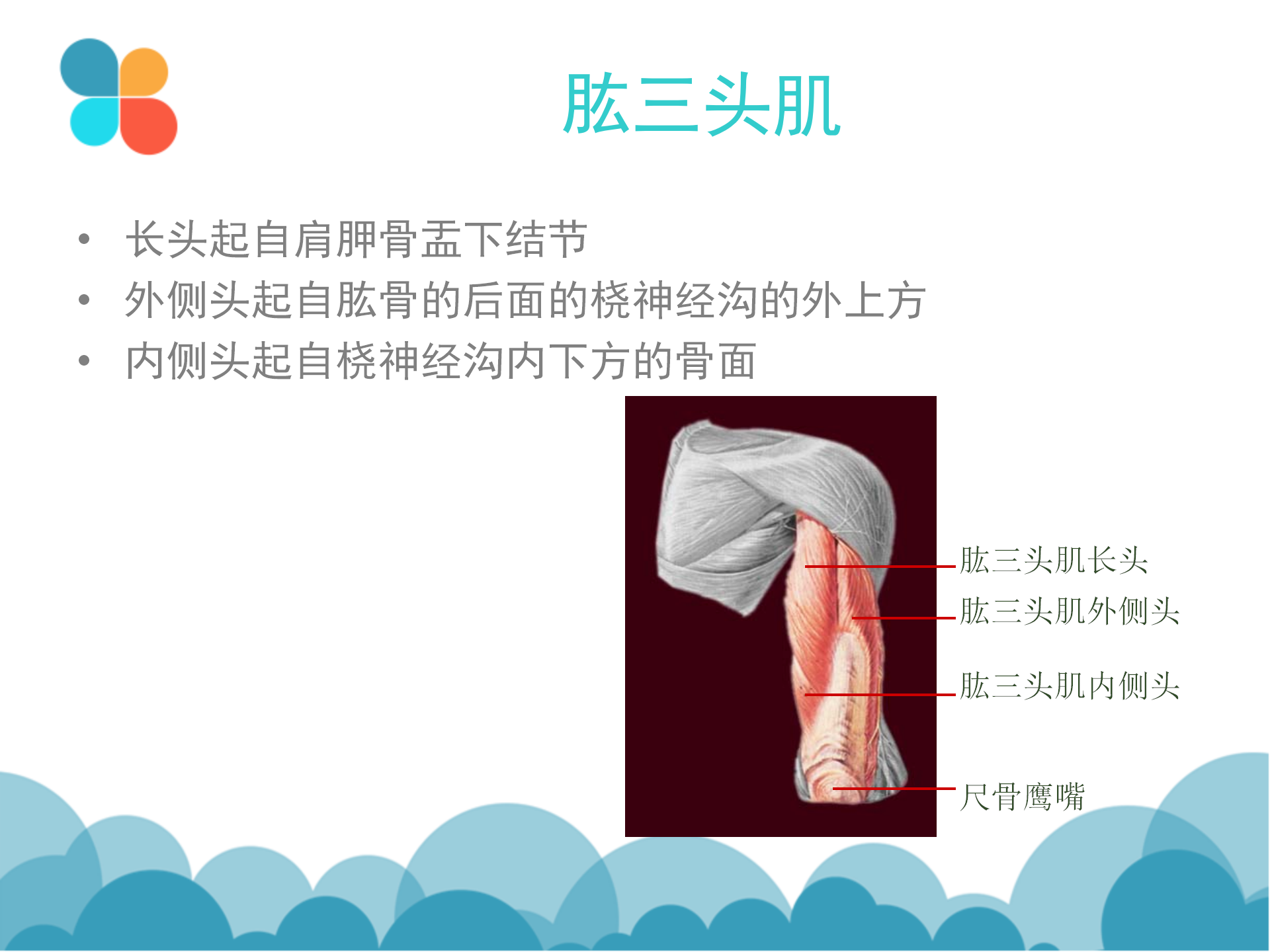 肩袖解剖LY_23.png