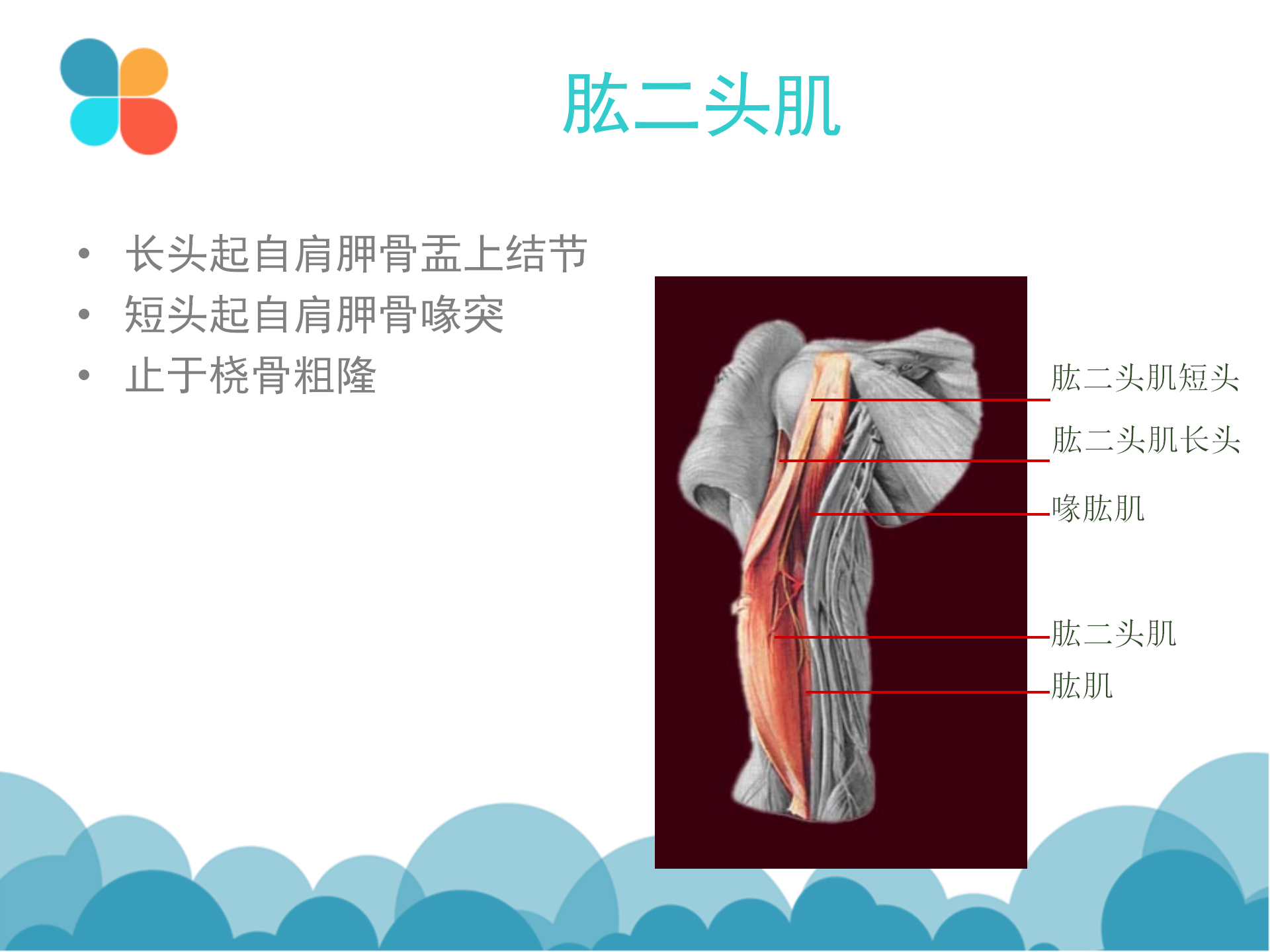 肩袖解剖LY_22.png