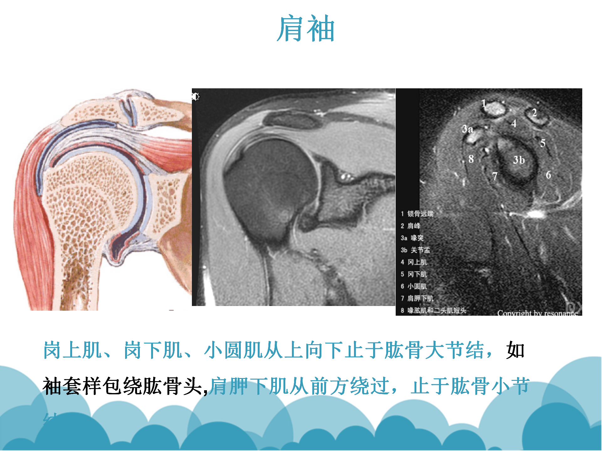 肩袖解剖LY_24.png