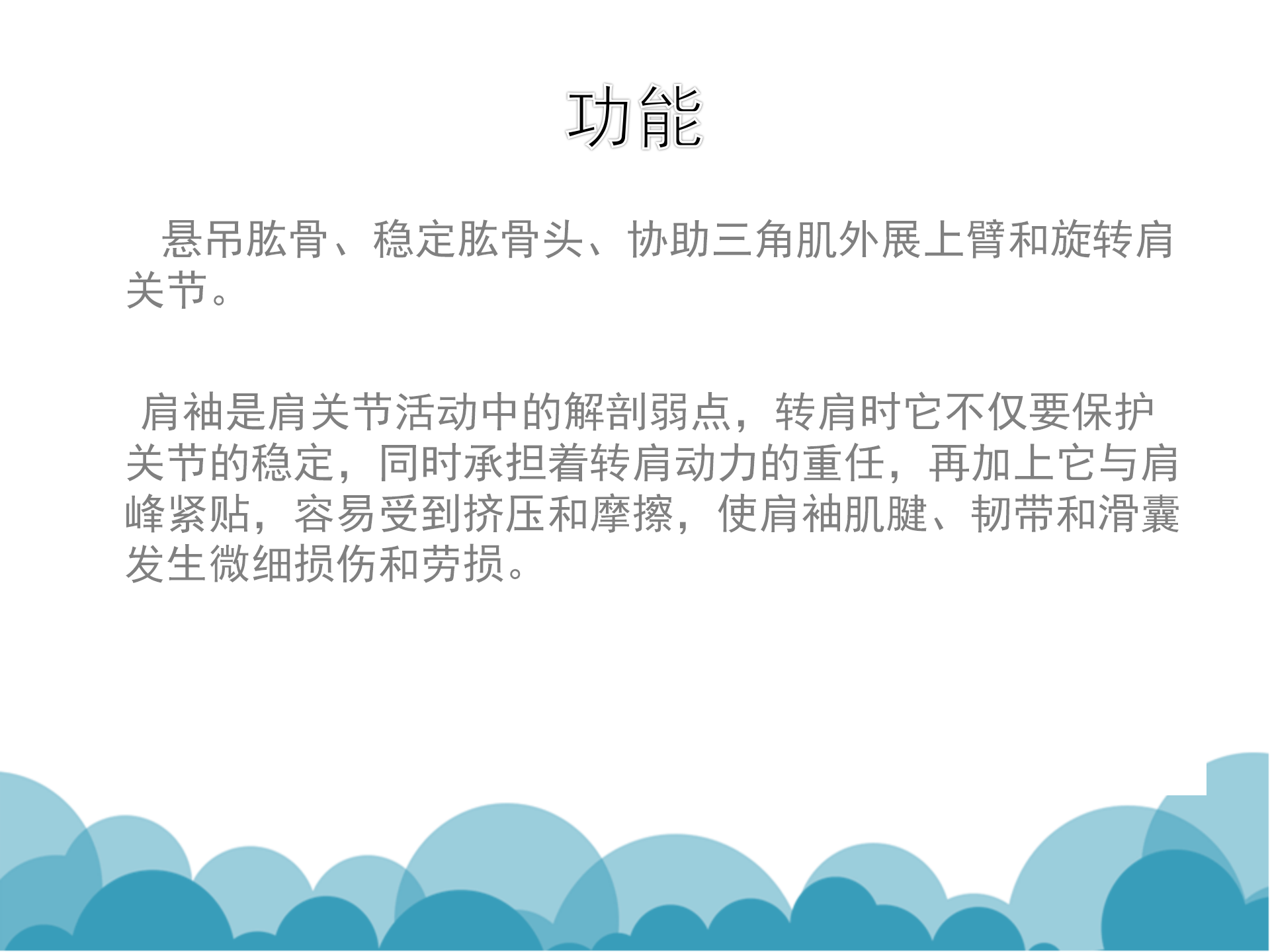 肩袖解剖LY_25.png