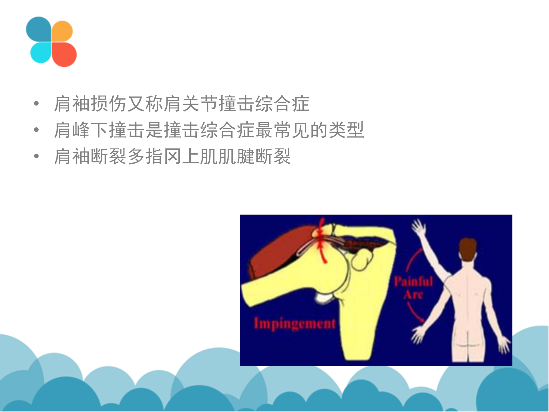 肩袖解剖LY_29.png