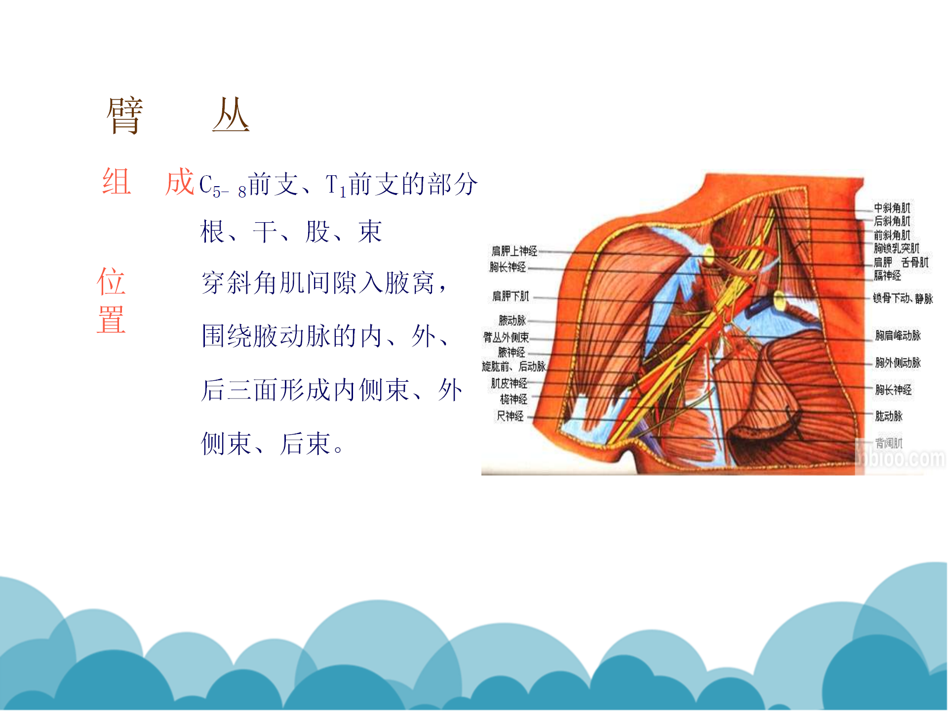 肩袖解剖LY_32.png