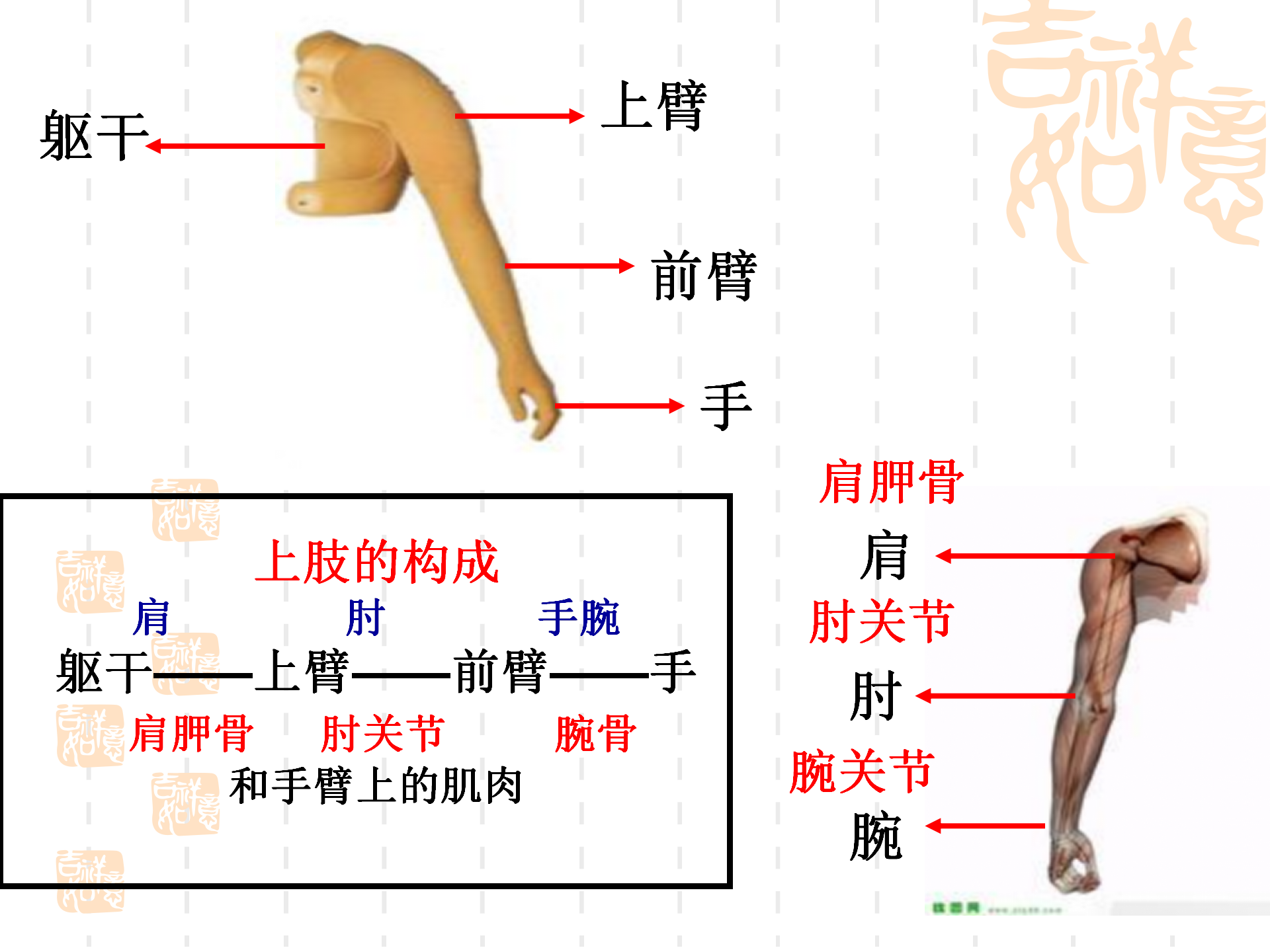 骨骼关节肌肉_05.png