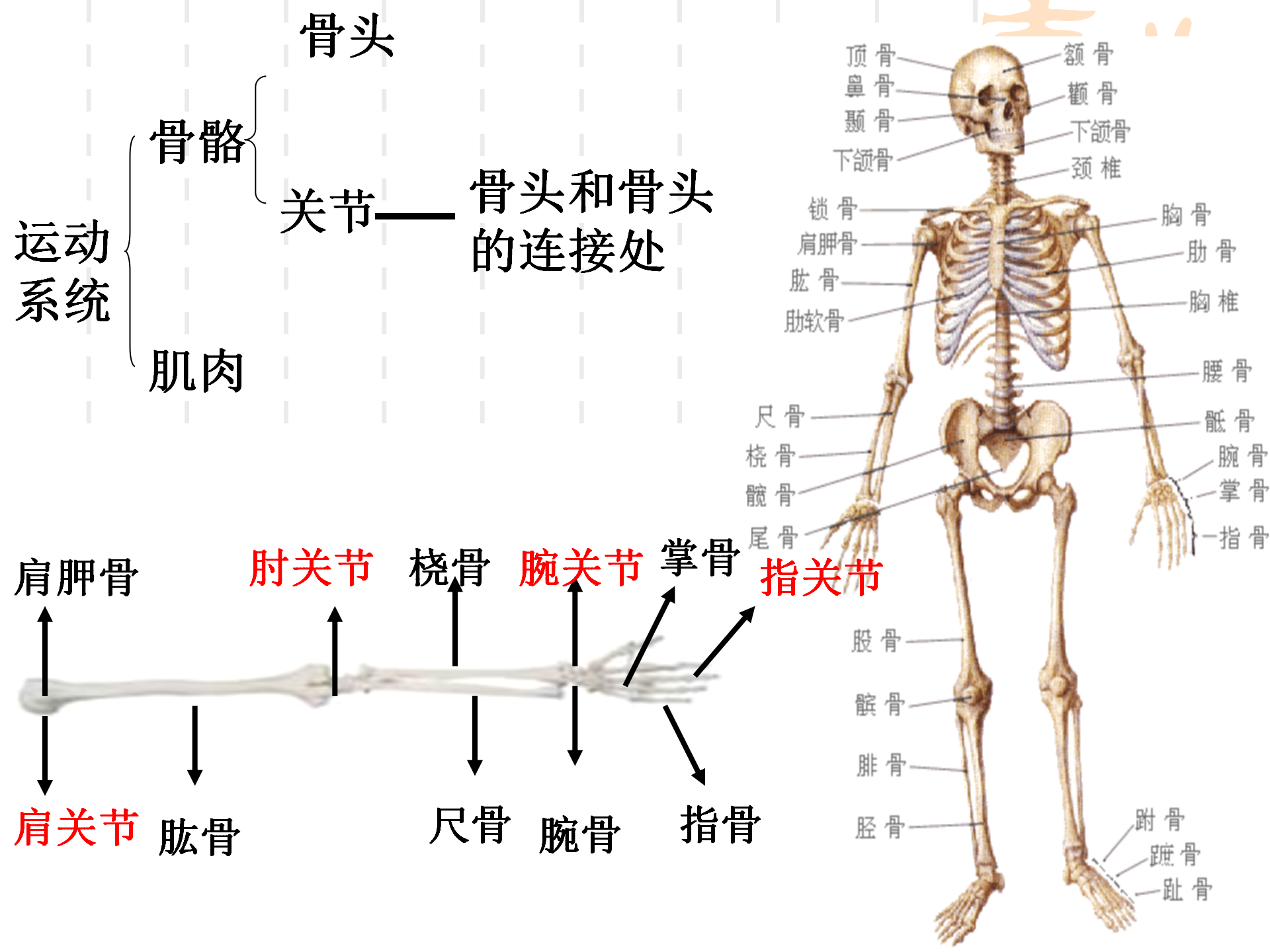 骨骼关节肌肉_07.png