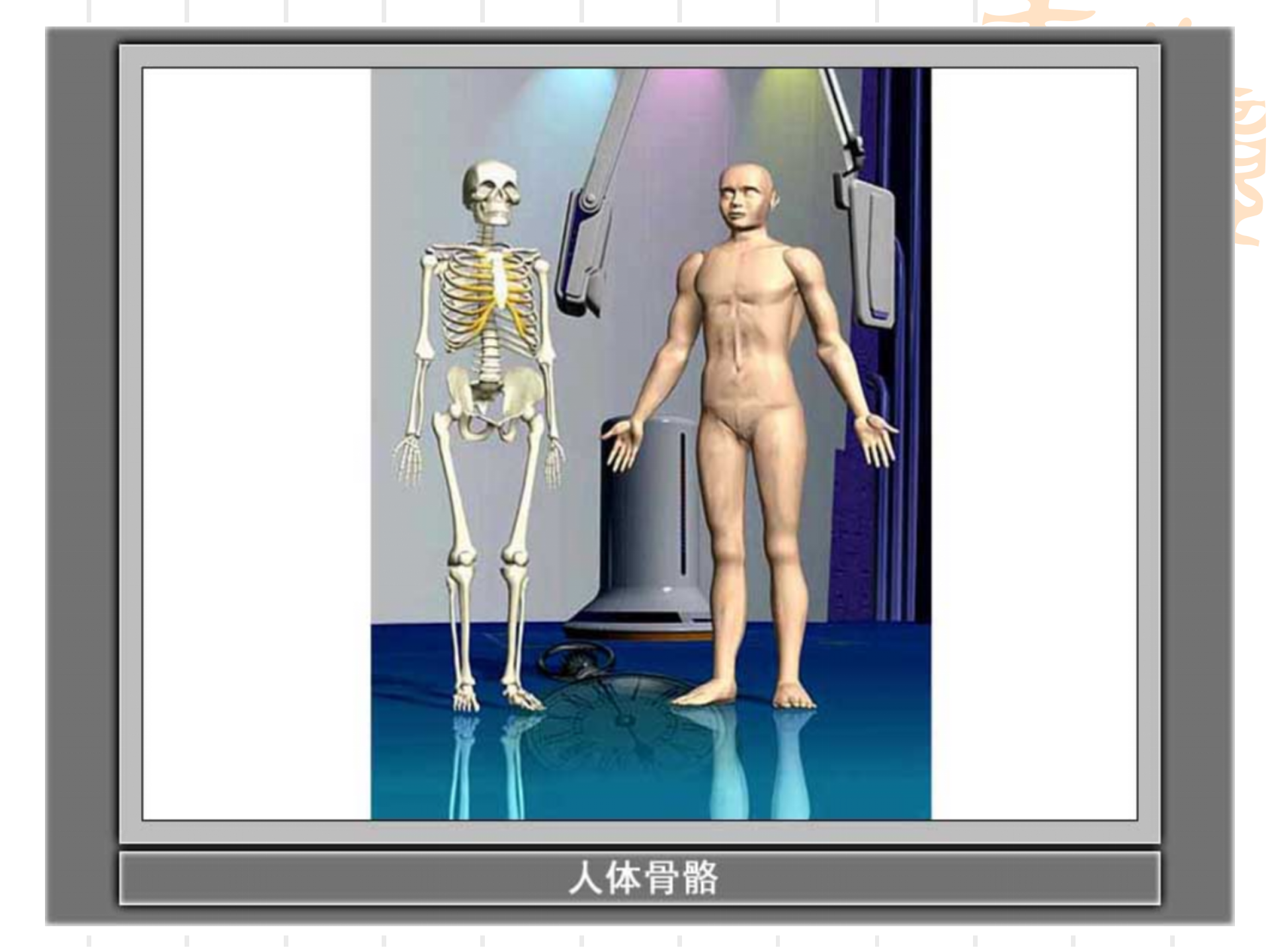 骨骼关节肌肉_02.png