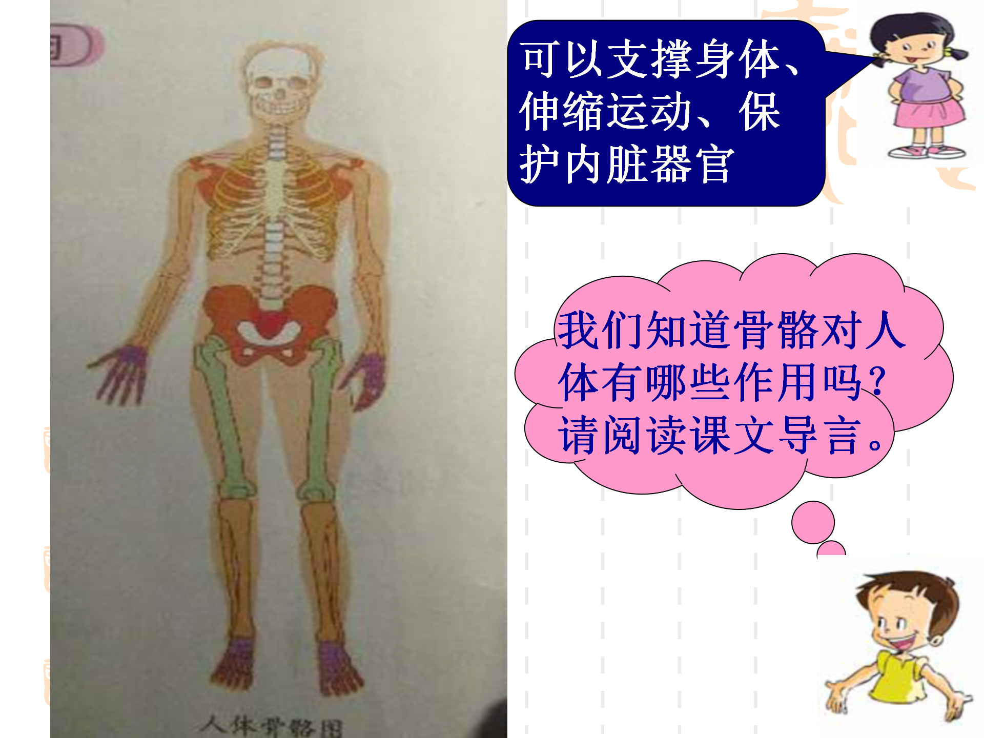 骨骼关节肌肉_03.png