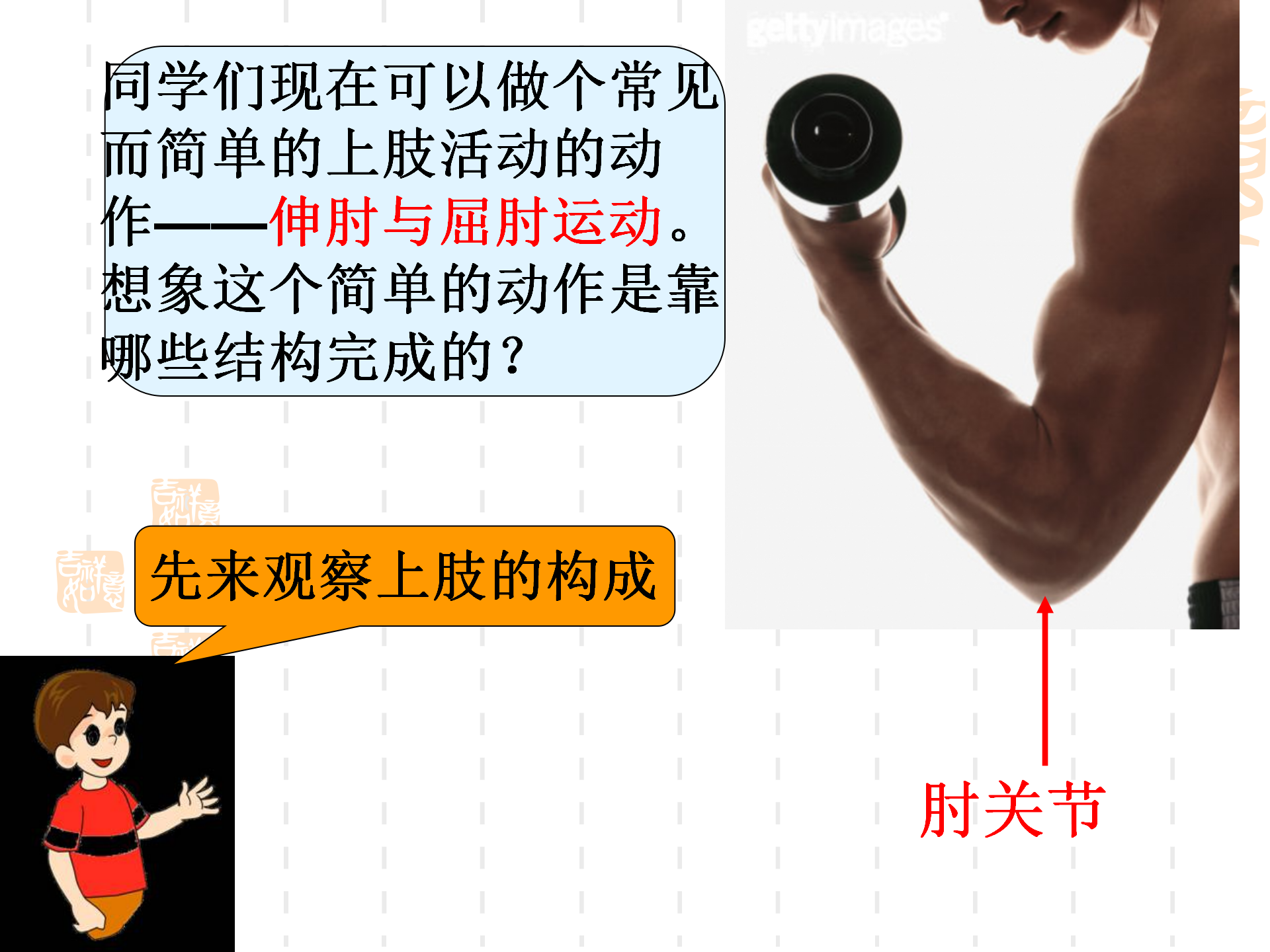 骨骼关节肌肉_04.png