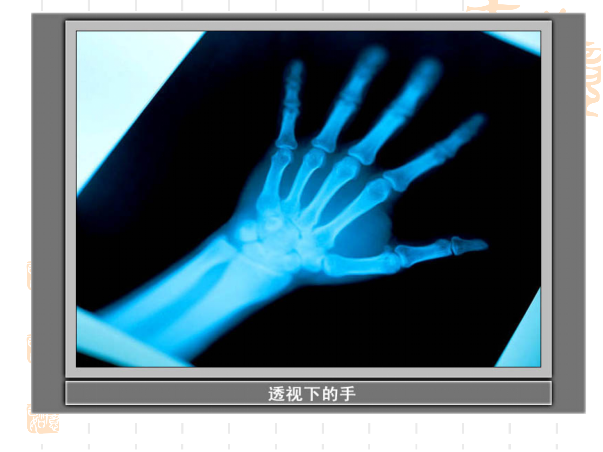 骨骼关节肌肉_08.png
