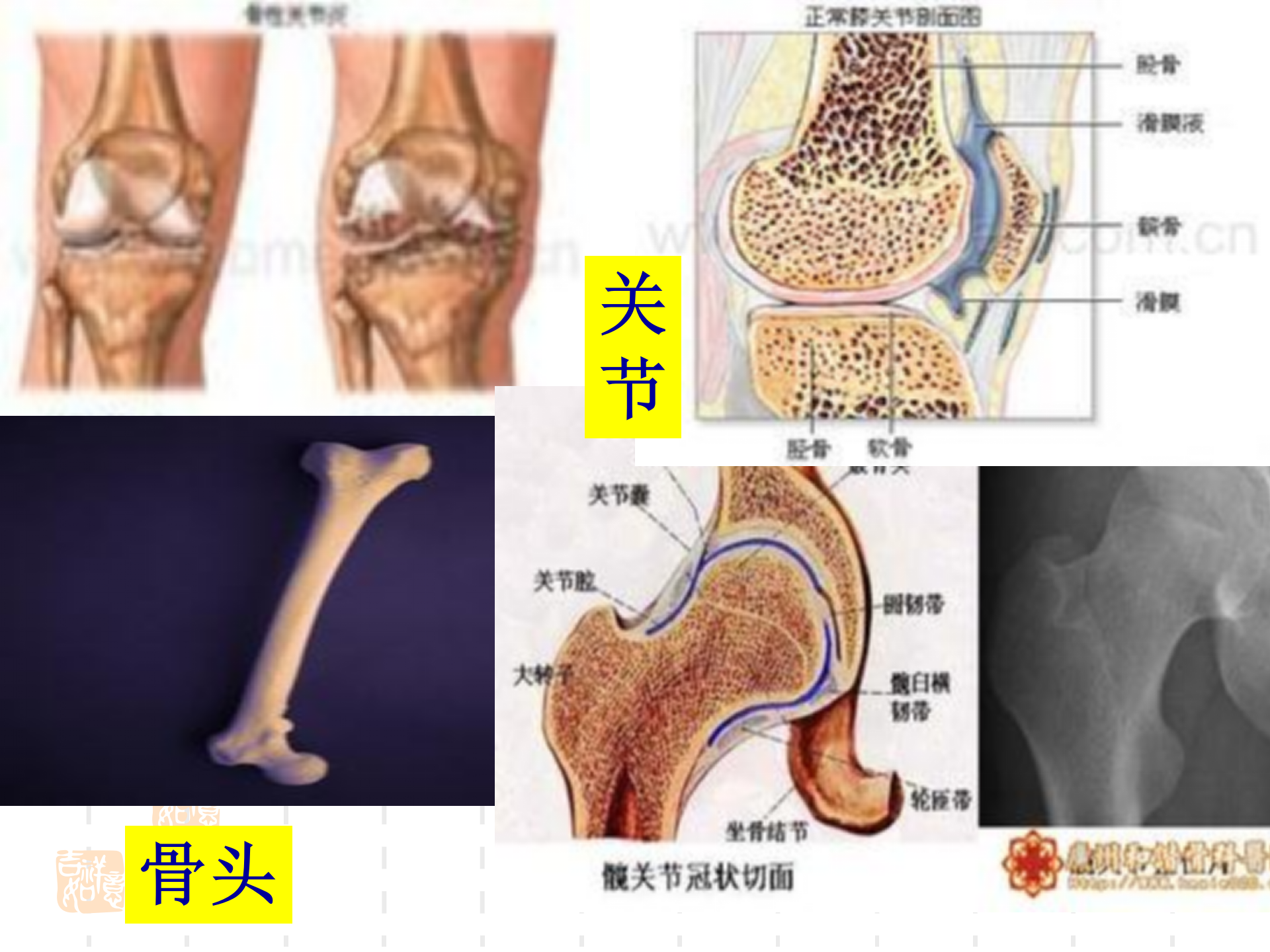 骨骼关节肌肉_10.png