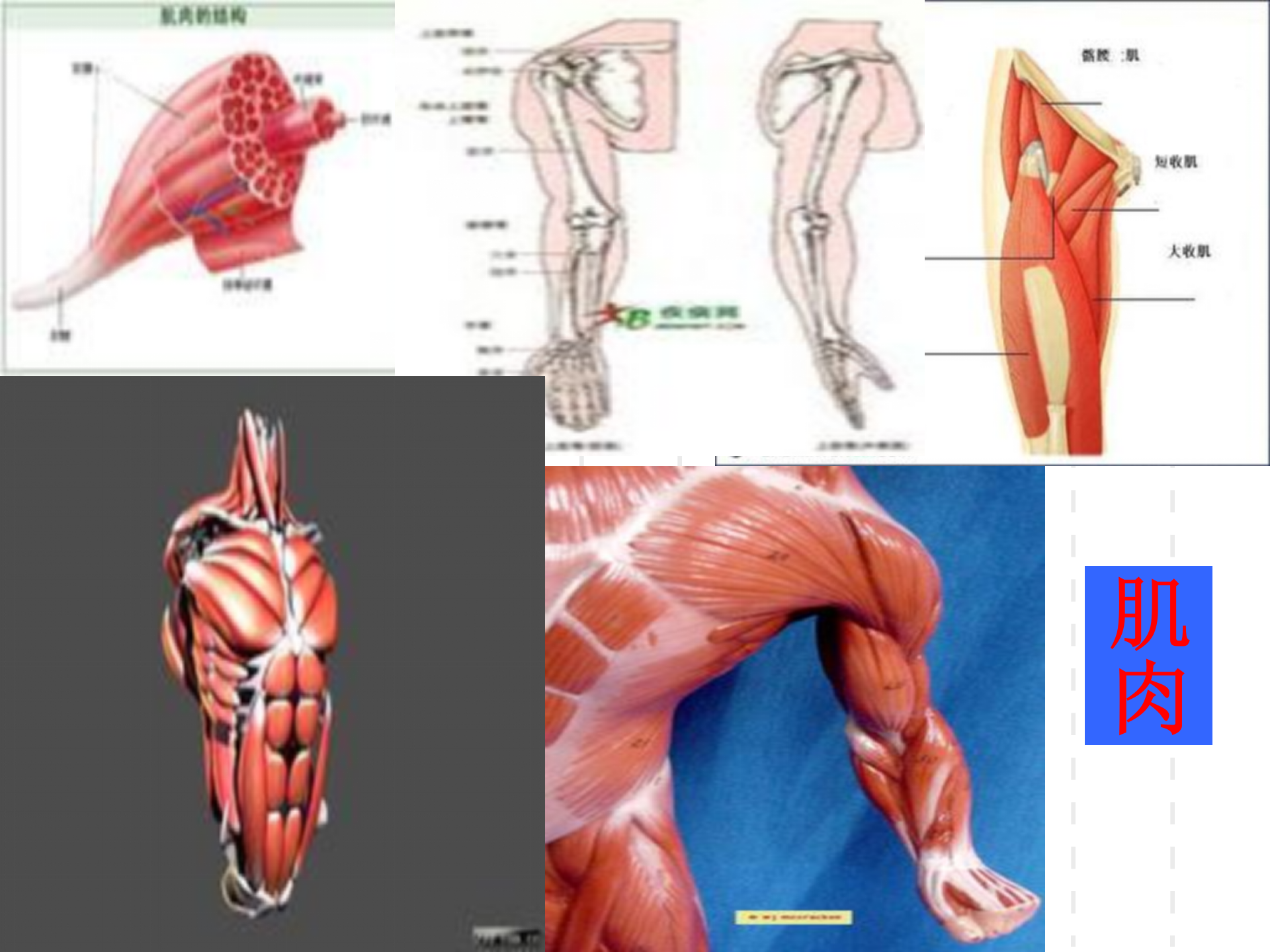 骨骼关节肌肉_11.png