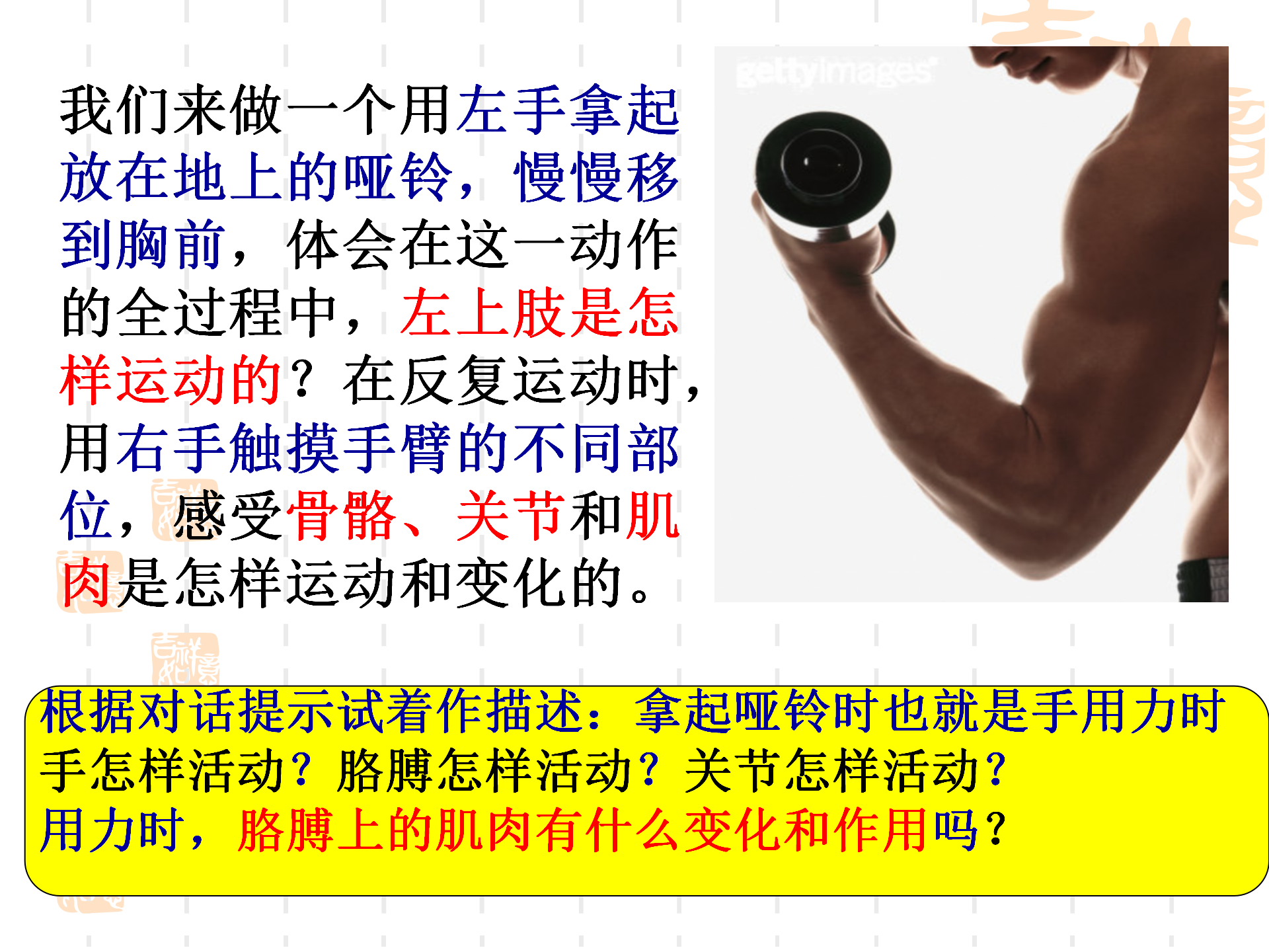骨骼关节肌肉_13.png