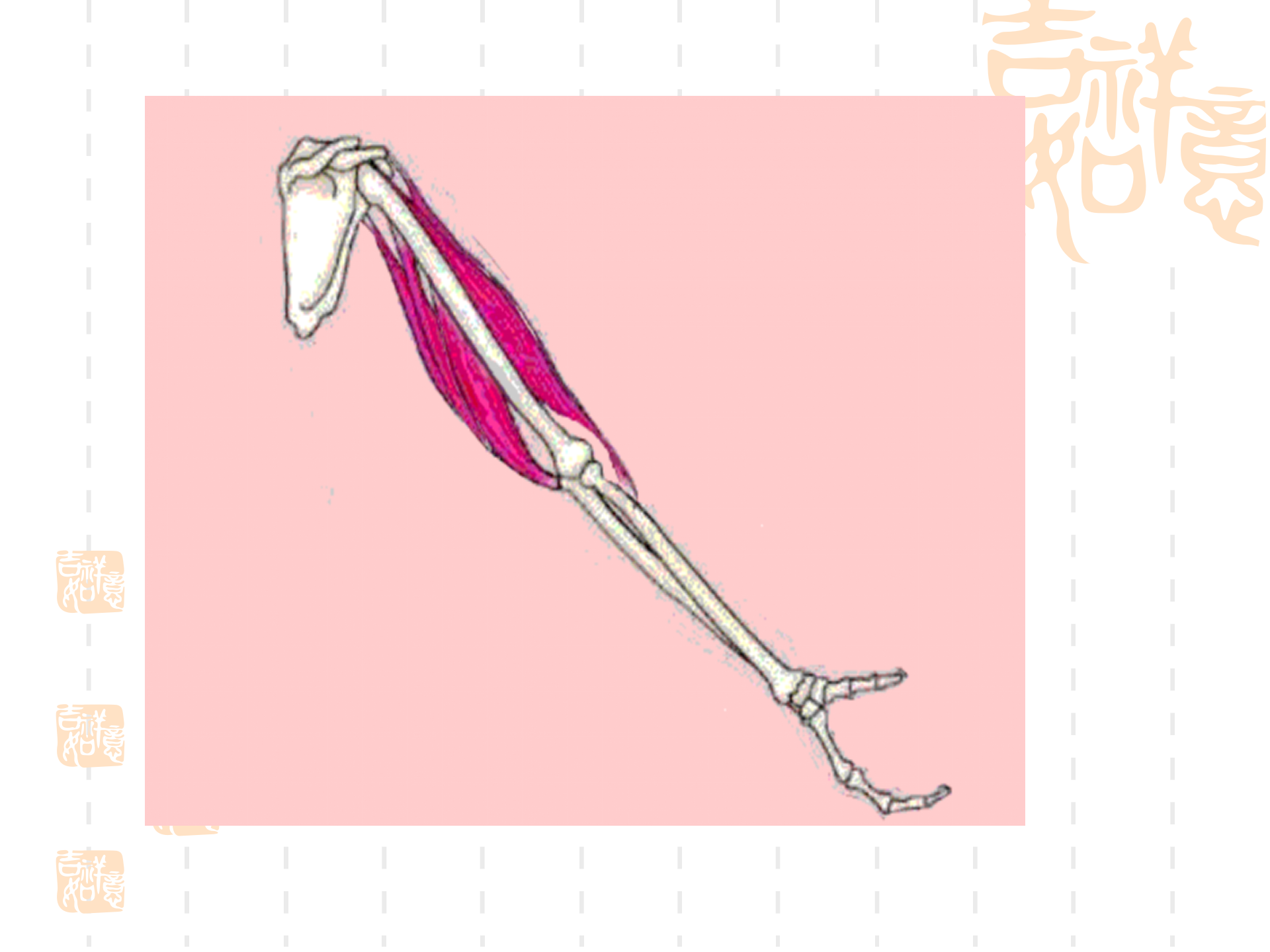 骨骼关节肌肉_14.png