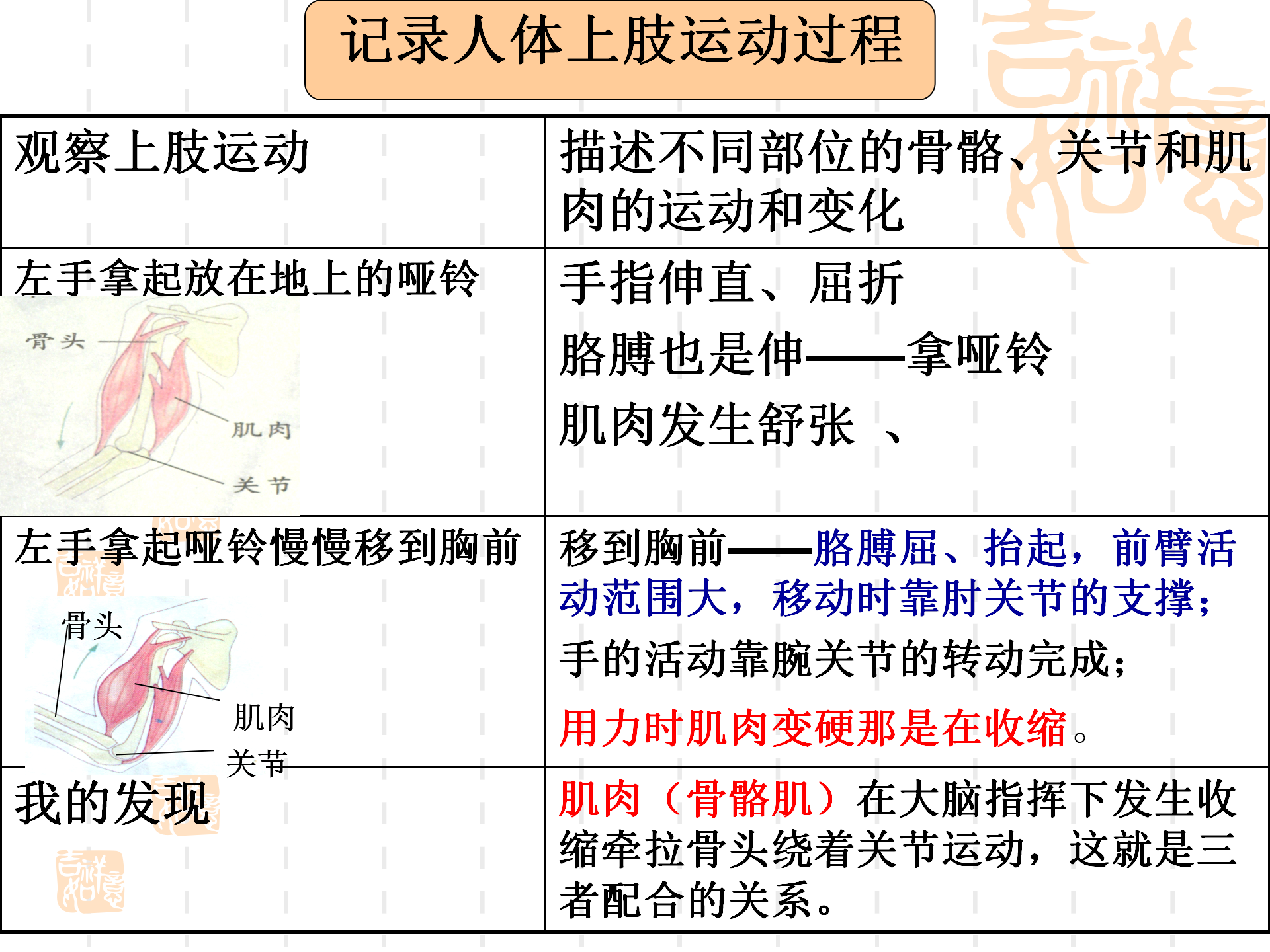 骨骼关节肌肉_15.png