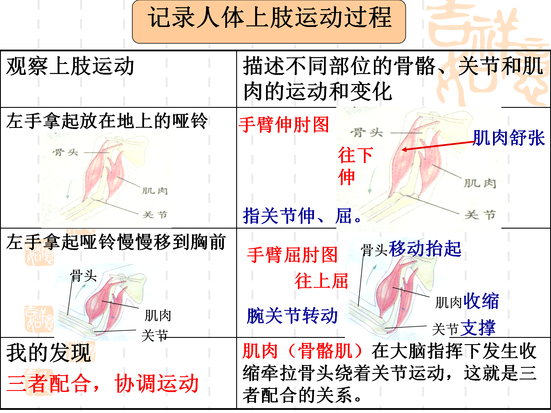 骨骼关节肌肉_16.png