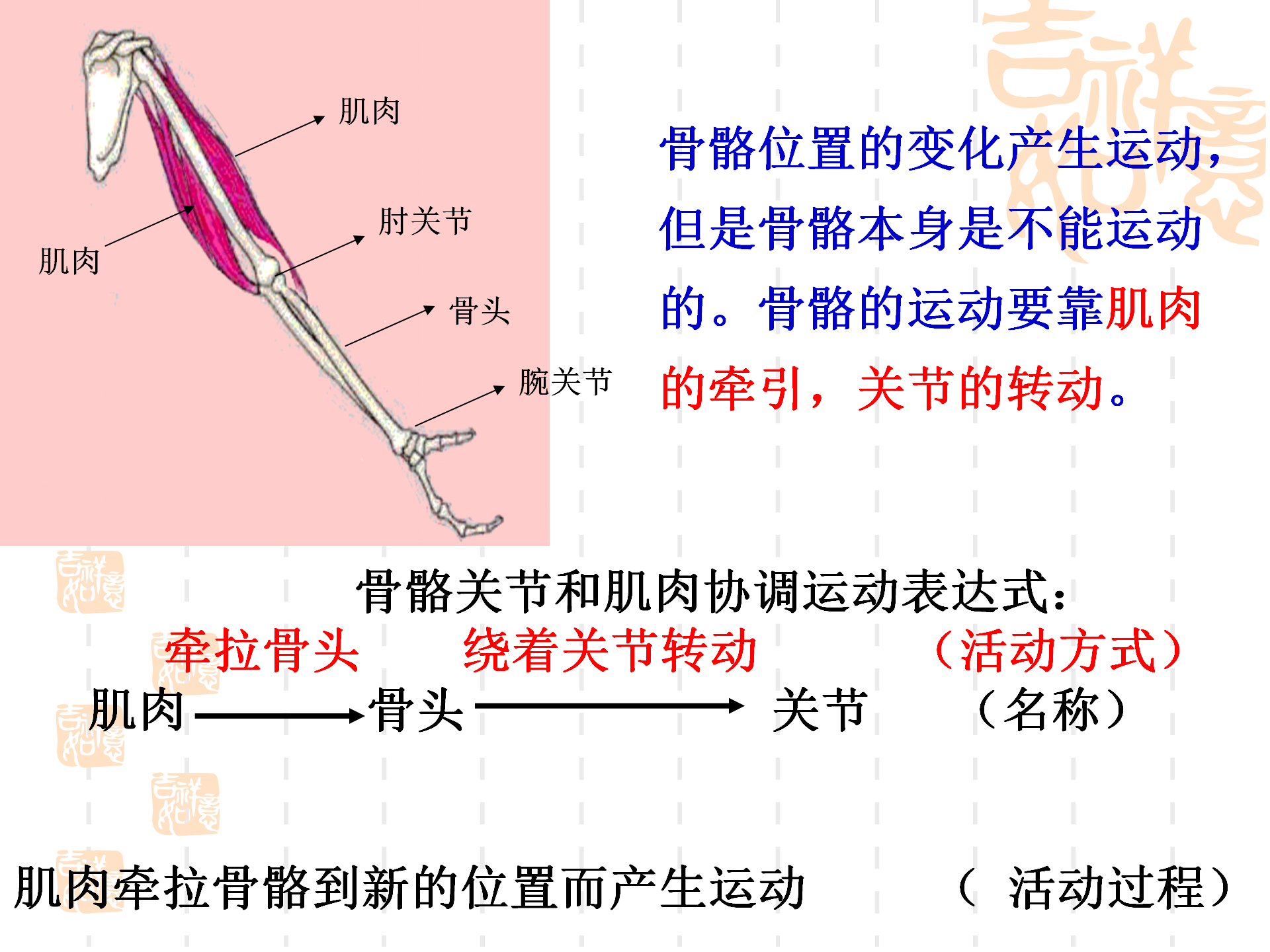 骨骼关节肌肉_17.png