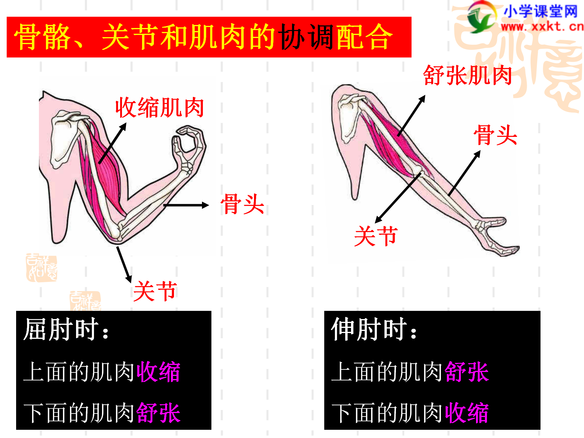 骨骼关节肌肉_18.png