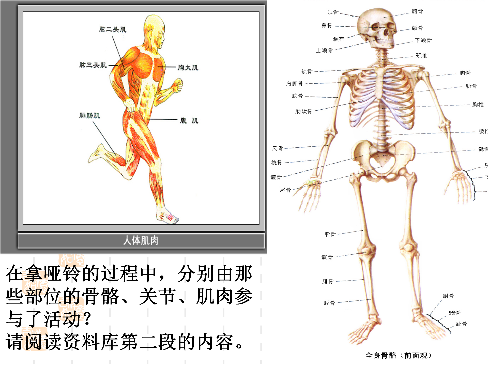 骨骼关节肌肉_19.png