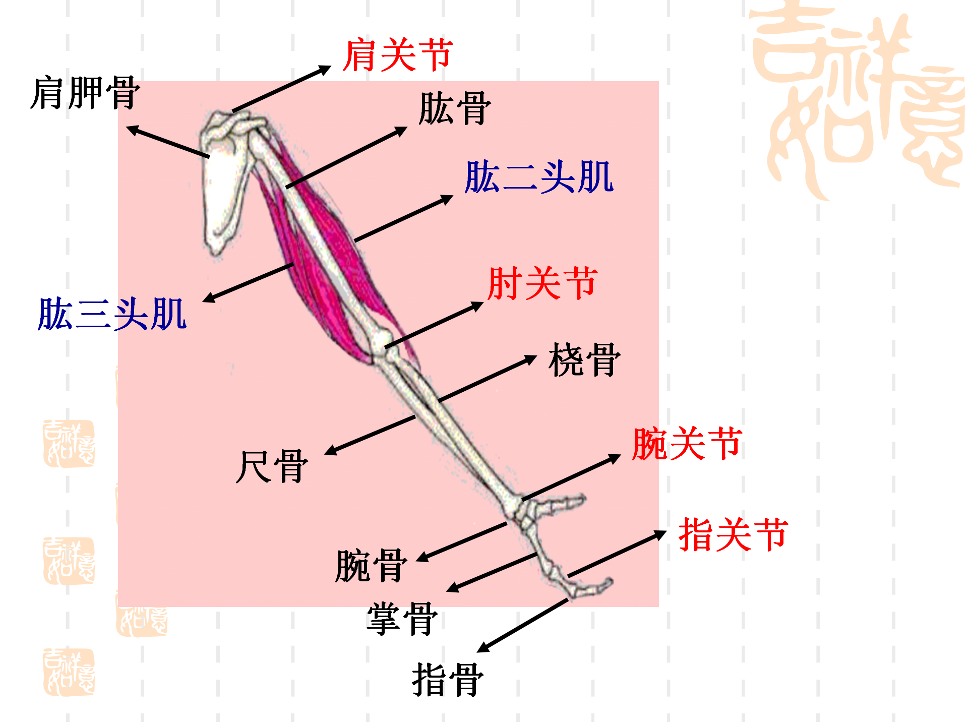 骨骼关节肌肉_20.png