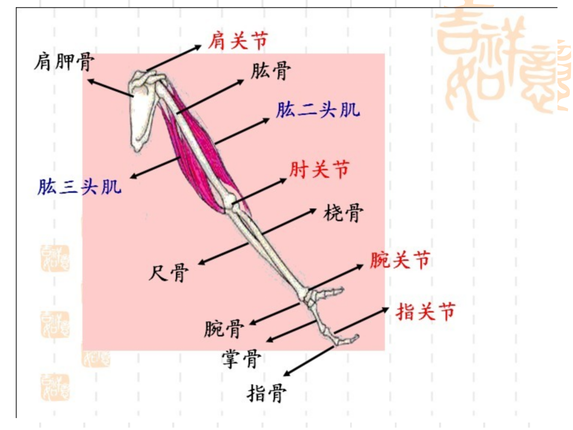 骨骼关节肌肉_21.png