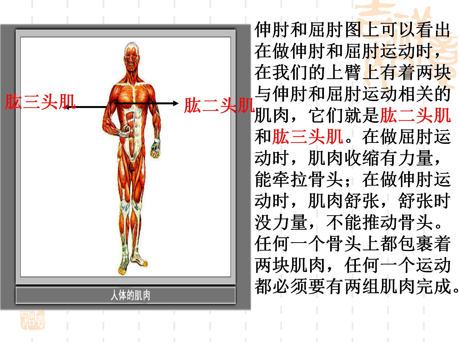 骨骼关节肌肉_22.png