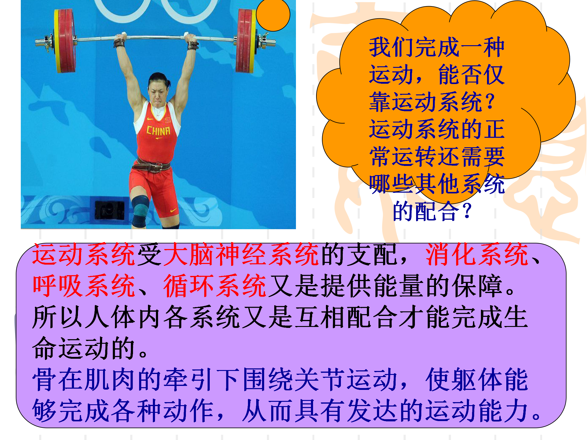 骨骼关节肌肉_23.png