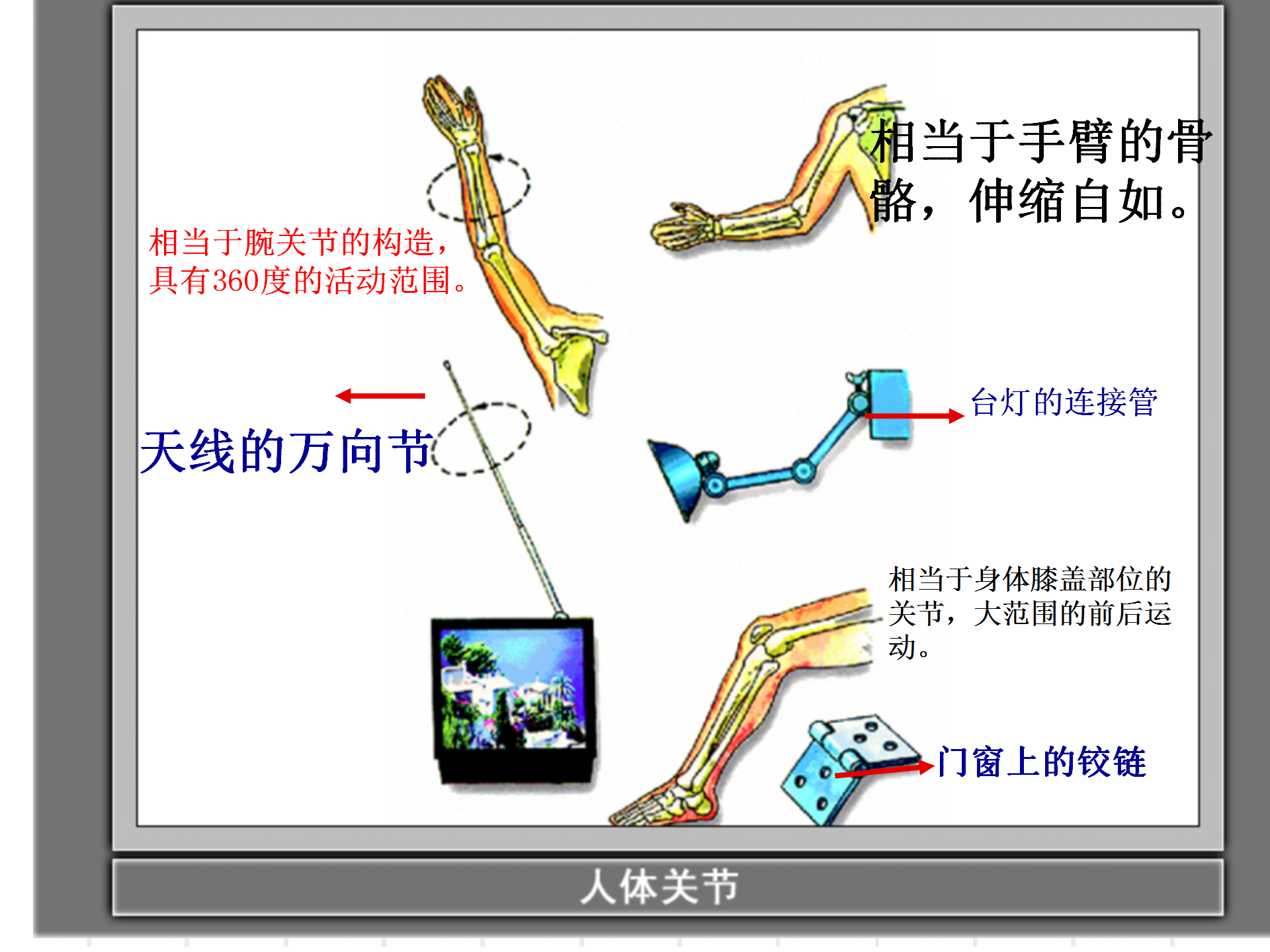 骨骼关节肌肉_26.png