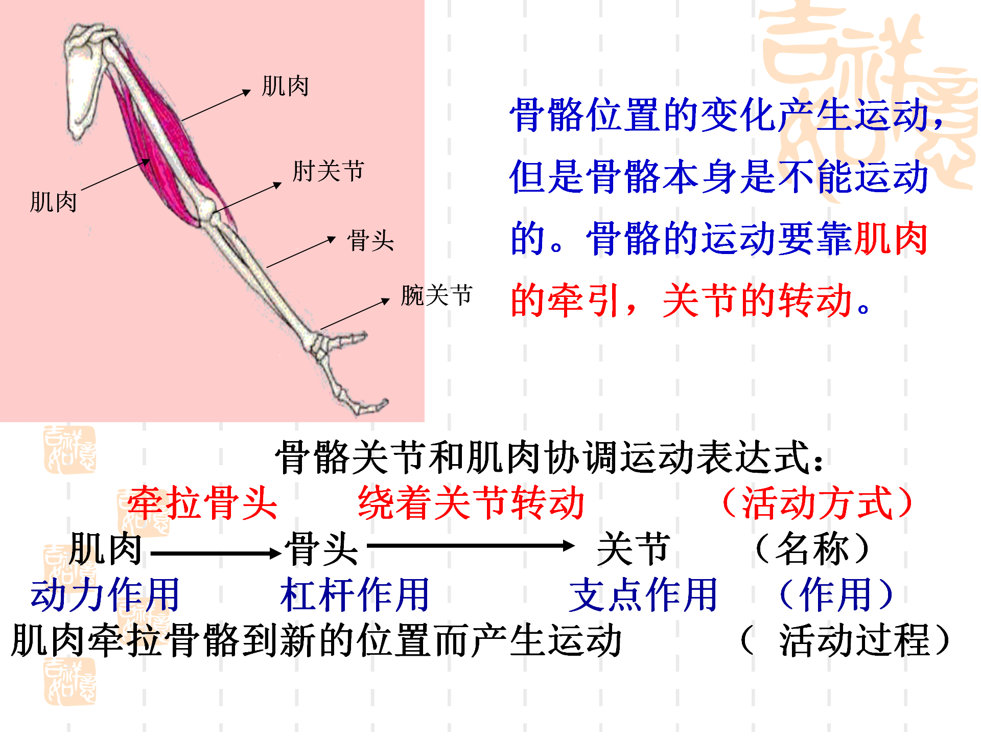 骨骼关节肌肉_31.png