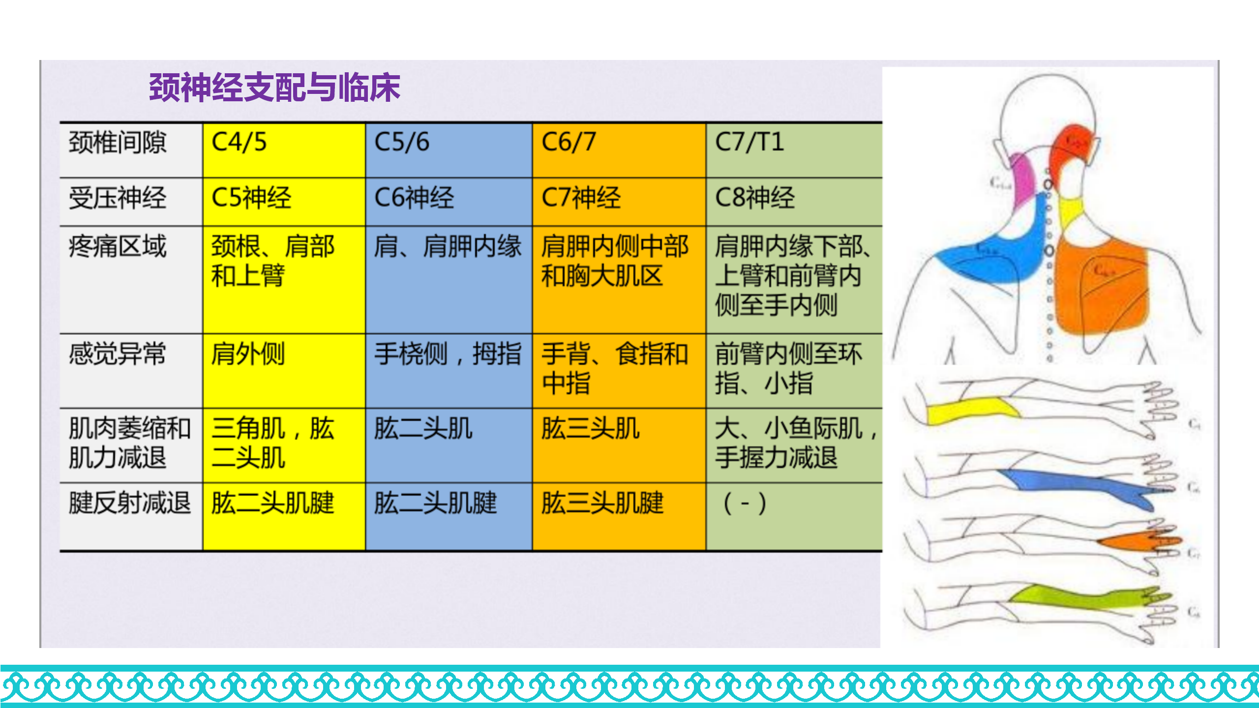 颈部解剖_65.png